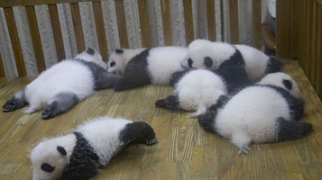 大熊猫月亮产房