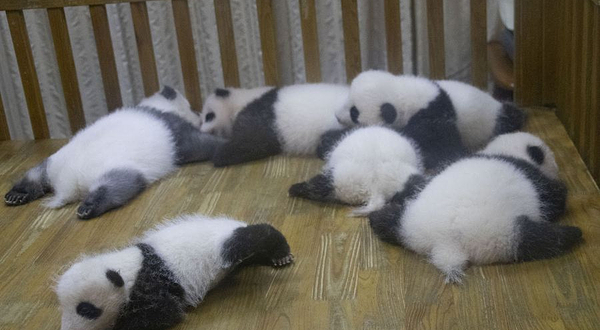 大熊猫月亮产房