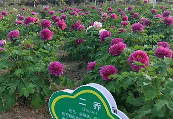 神农牡丹谷第 15 张图片