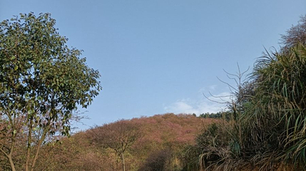 马坝森林公园第 1 张图片