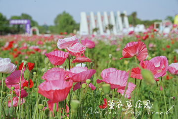 普罗旺斯薰衣草庄园第 19 张图片