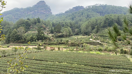 燕子窠生态茶园示范基地第 1 张图片