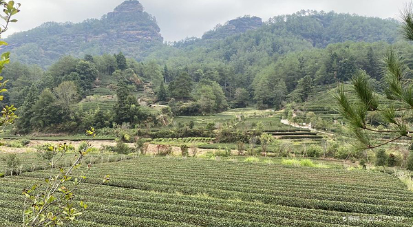 福莲燕子窠生态示范茶园