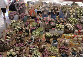 昆明斗南花卉市场第 11 张图片