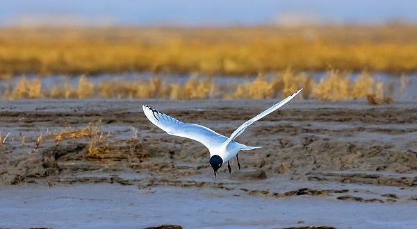 江苏六合龙袍省级湿地公园