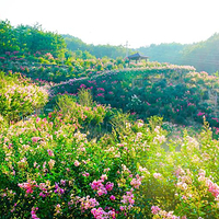 英山四季花海景区