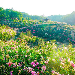 英山四季花海景区