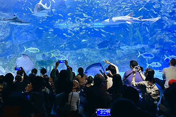 Sea Life COEX水族馆第 30 张图片