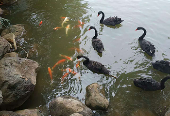 品胜天鹅湖第 13 张图片