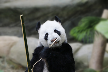 熊猫谷第 15 张图片