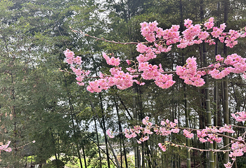 苓茏苑第 9 张图片