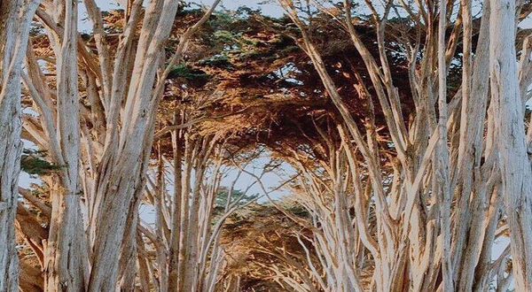 Cypress Tree Tunnel