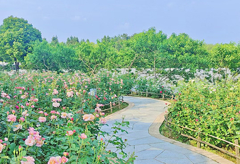 花田厝鲜花艺术小镇第 42 张图片