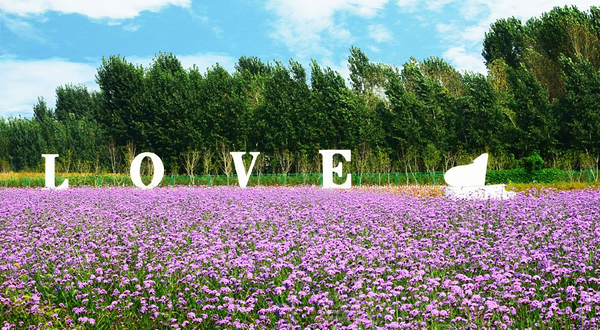 金宝园都市农业园紫缘香草园