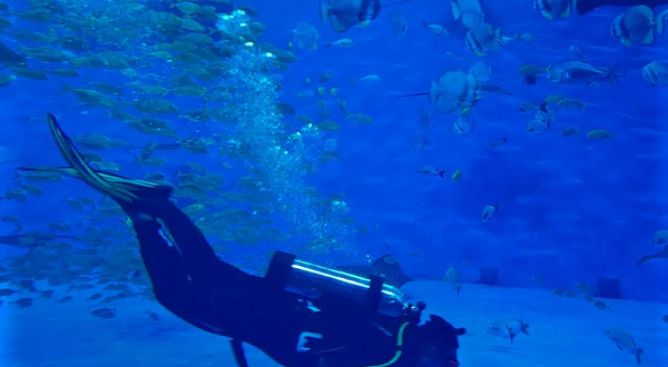 窥海潜水俱乐部