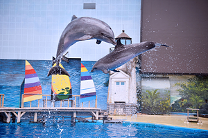 海合安天津极地海洋公园