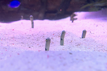 深圳观澜海洋世界第 48 张图片