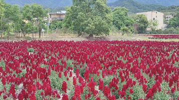 孔元花世界花海