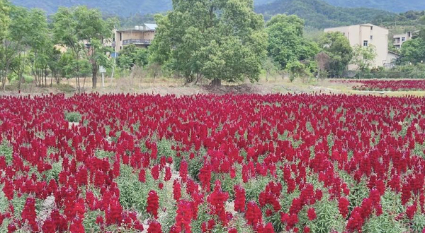 孔元花世界花海
