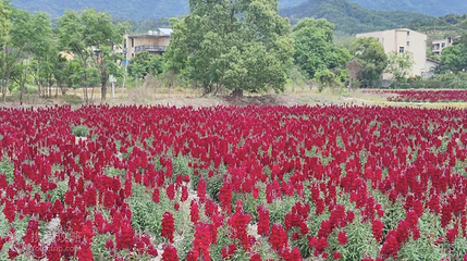 孔元花世界花海第 3 张图片