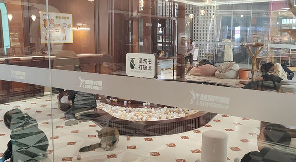 超级鸟局(百联又一城购物中心店)