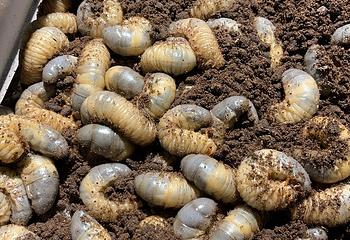 深圳活体昆虫博物馆第 10 张图片