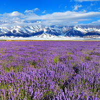 解忧公主薰衣草园