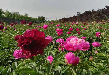 鹅城牡丹园第 3 张图片