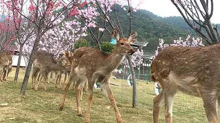 寻安鹿园第 1 张图片