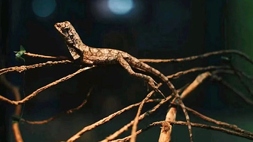 M ZOO疯狂动物城(览秀旗舰店)