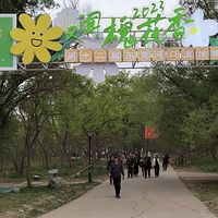 孤岛万亩槐林