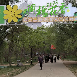 孤岛万亩槐林