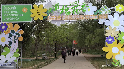 孤岛万亩槐林第 1 张图片