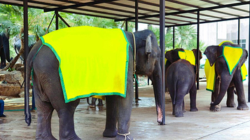 暹罗象园（暹罗大象广场）