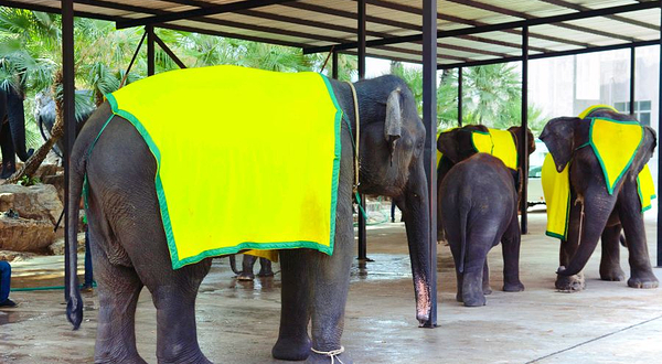 暹罗象园（暹罗大象广场）