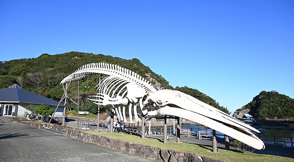 太地町立鲸鱼博物馆