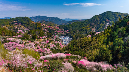 卖花渔村第 5 张图片
