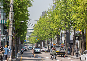 新沙洞林荫树路