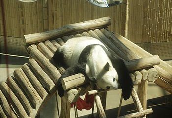 中国亚布力熊猫馆第 26 张图片