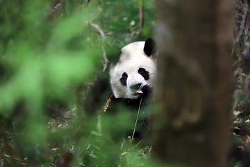 熊猫谷第 90 张图片