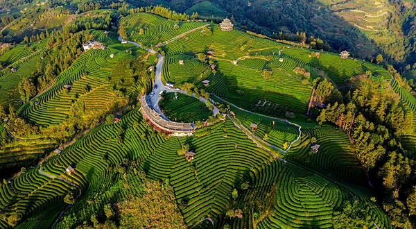 布央茶山旅游区