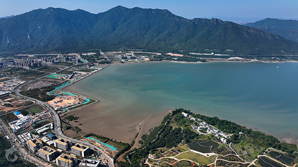 深圳坝光银叶树湿地园第 2 张图片