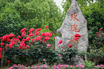 南京玫瑰园第 24 张图片