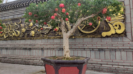 中华石榴博览园第 1 张图片