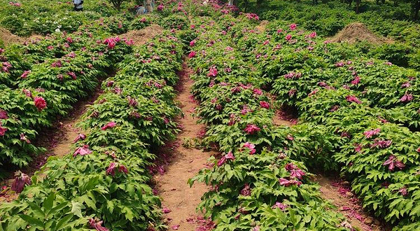 菏泽冠宇牡丹园