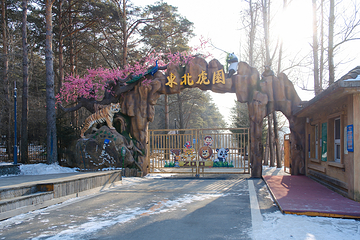 东北虎园第 16 张图片