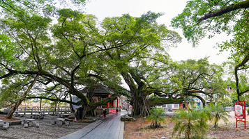 榕津千年古榕群