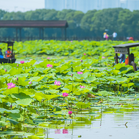 荷塘月色湿地公园