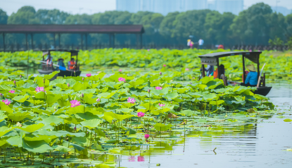 荷塘月色湿地公园第 1 张图片