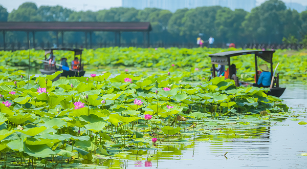 荷塘月色湿地公园